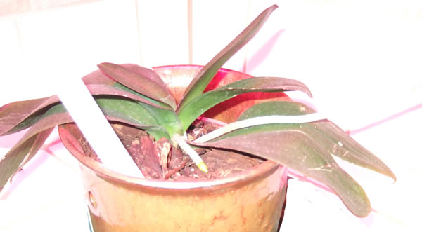 orchid growing under LED grow lights