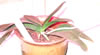 led grow lights