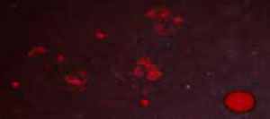 led blood tracker Flashlight