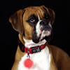 led pet tag
