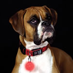 LED dog collar medallion light